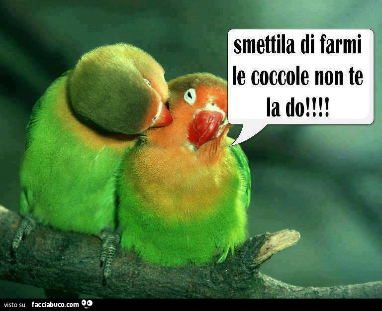 Pappagalli inseparabili: smettila di farmi le coccole no te la do