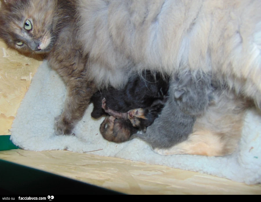 I gattini di Ridottomale