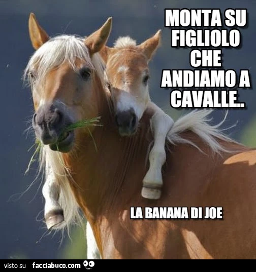 Monta su figliolo che andiamo a cavalle