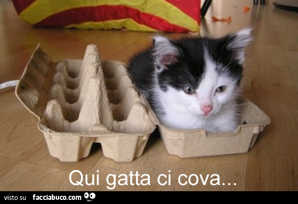Vaccata