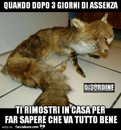 Quando dopo 3 giorni di assenza ti rimostri in casa per far sapere che va tutto bene