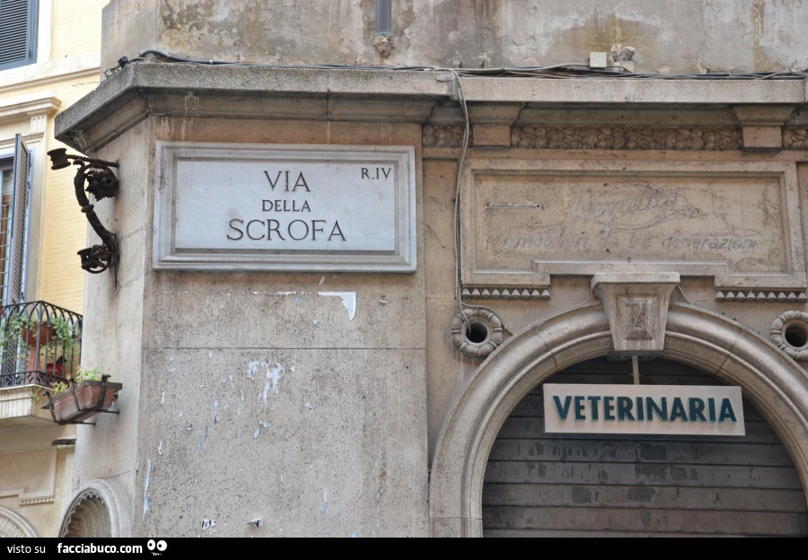 Via della Scrofa. Veterinaria