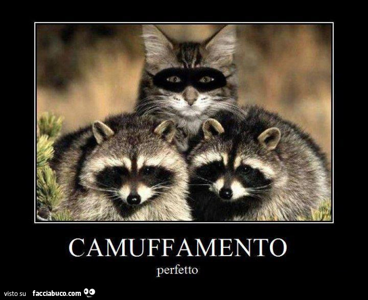 Cammuffamento perfetto. Gatto travestito da procione