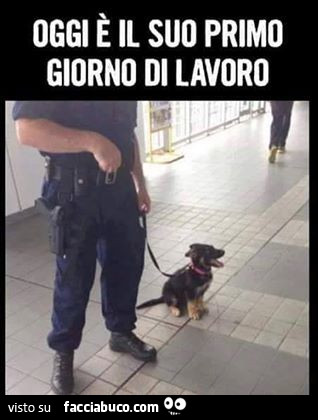 Cucciolo di cane pastore tedesco poliziotto: oggi è il suo primo giorno di lavoro