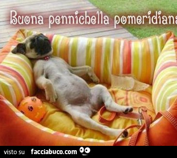 Buona pennichella pomeridiana