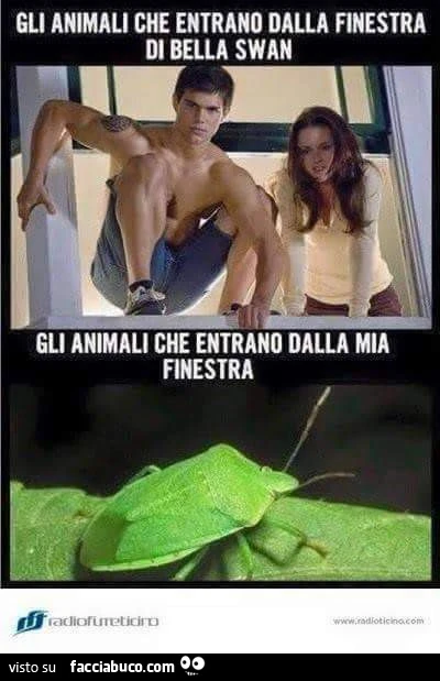 Gli animali che entrano dalla finestra di Bella Swan. Gli animali che entrano dalla mia finestra