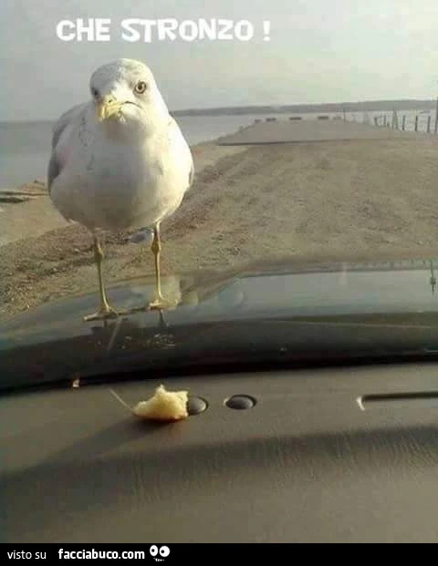 L'uccello ci rimane male. Che stronzo