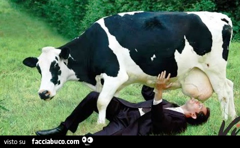 Uomo succhia il latte dalle mammelle della mucca