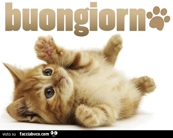 Buongiorno dal gattino giocoso